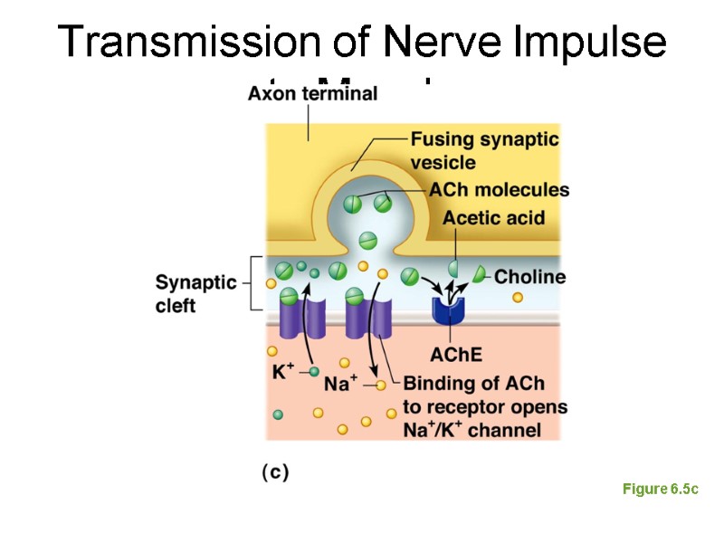 Transmission of Nerve Impulse to Muscle Figure 6.5c